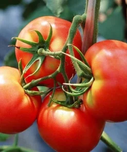 Celebrity Tomato Live Plant Seedling 3-5 Inch Tall – Productive Garden Vegetable - Image 4