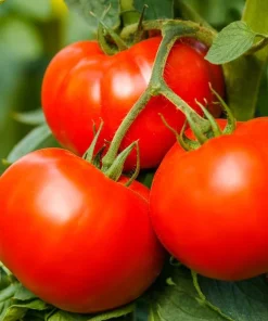 Celebrity Tomato Live Plant Seedling 3-5 Inch Tall – Productive Garden Vegetable - Image 5