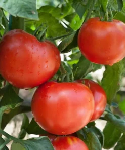 Celebrity Tomato Live Plant Seedling 3-5 Inch Tall – Productive Garden Vegetable - Image 6