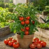 Celebrity Tomato Live Plant Seedling 3-5 Inch Tall – Productive Garden Vegetable - Image 1