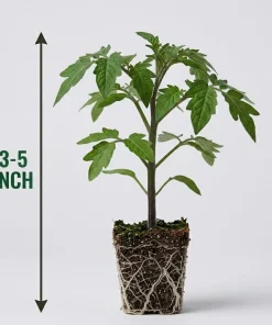 Celebrity Tomato Live Plant Seedling 3-5 Inch Tall – Productive Garden Vegetable - Image 8