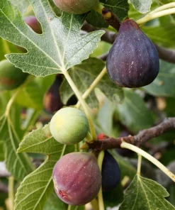 Celeste Fig Live Plant - Chicago Hardy Tree - 4 to 6 Inch Tall - Outdoor Patio & Garden Fruit Tree - Image 2
