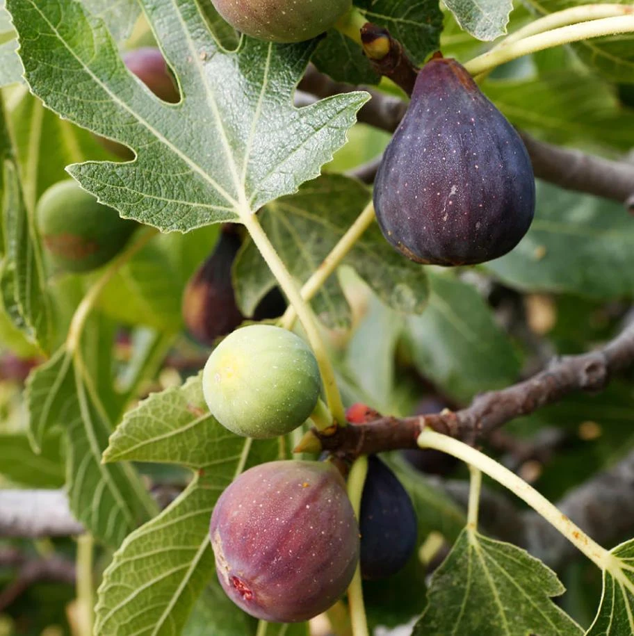 Celeste Fig Live Plant - Chicago Hardy Tree - 4 to 6 Inch Tall - Outdoor Patio & Garden Fruit Tree - Image 2