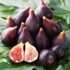 Celeste Fig Live Plant - Chicago Hardy Tree - 4 to 6 Inch Tall - Outdoor Patio & Garden Fruit Tree - Image 1