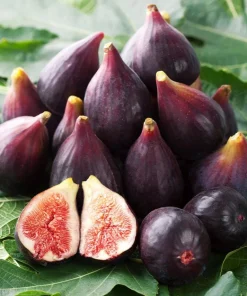 Celeste Fig Live Plant - Chicago Hardy Tree - 4 to 6 Inch Tall - Outdoor Patio & Garden Fruit Tree - Image 1