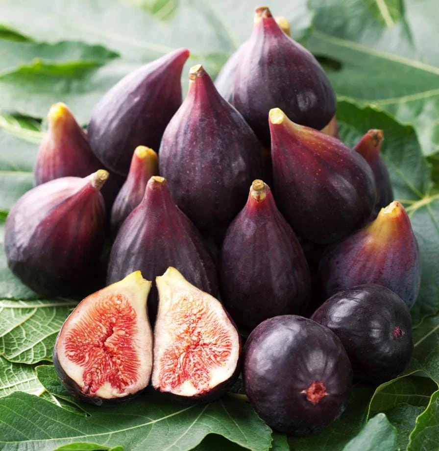 Celeste Fig Live Plant - Chicago Hardy Tree - 4 to 6 Inch Tall - Outdoor Patio & Garden Fruit Tree - Image 1