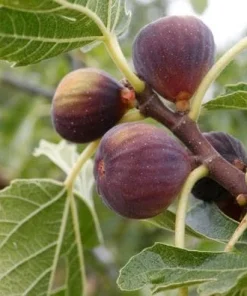 Celeste Fig Live Plant - Chicago Hardy Tree - 4 to 6 Inch Tall - Outdoor Patio & Garden Fruit Tree - Image 3