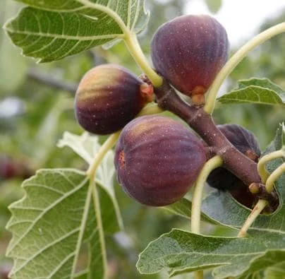 Celeste Fig Live Plant - Chicago Hardy Tree - 4 to 6 Inch Tall - Outdoor Patio & Garden Fruit Tree - Image 3
