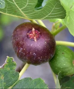 Celeste Fig Live Plant - Chicago Hardy Tree - 4 to 6 Inch Tall - Outdoor Patio & Garden Fruit Tree - Image 4