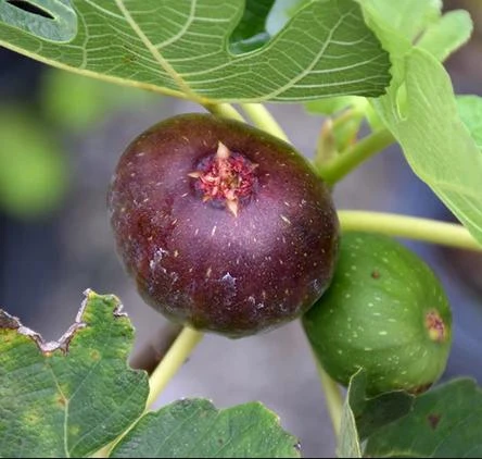Celeste Fig Live Plant - Chicago Hardy Tree - 4 to 6 Inch Tall - Outdoor Patio & Garden Fruit Tree - Image 4