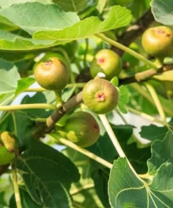 Celeste Fig Live Plant - Chicago Hardy Tree - 4 to 6 Inch Tall - Outdoor Patio & Garden Fruit Tree - Image 5