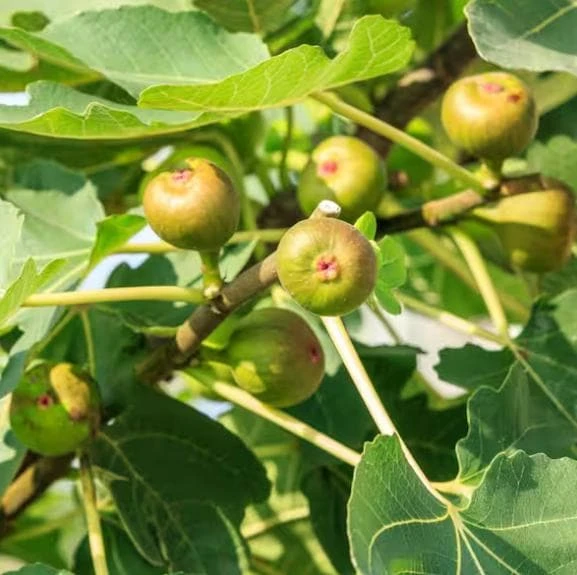 Celeste Fig Live Plant - Chicago Hardy Tree - 4 to 6 Inch Tall - Outdoor Patio & Garden Fruit Tree - Image 5