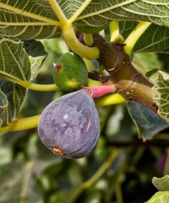 Celeste Fig Live Plant - Chicago Hardy Tree - 4 to 6 Inch Tall - Outdoor Patio & Garden Fruit Tree - Image 6