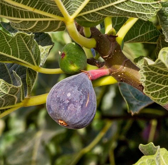 Celeste Fig Live Plant - Chicago Hardy Tree - 4 to 6 Inch Tall - Outdoor Patio & Garden Fruit Tree - Image 6