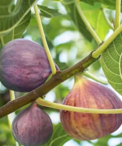 Celeste Fig Live Plant - Chicago Hardy Tree - 4 to 6 Inch Tall - Outdoor Patio & Garden Fruit Tree - Image 7