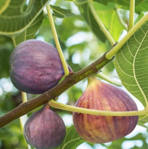 Celeste Fig Live Plant - Chicago Hardy Tree - 4 to 6 Inch Tall - Outdoor Patio & Garden Fruit Tree - Image 7