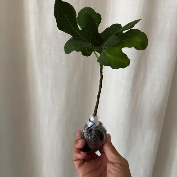 Celeste Fig Live Plant - Chicago Hardy Tree - 4 to 6 Inch Tall - Outdoor Patio & Garden Fruit Tree - Image 8