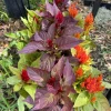 Celosia Live Plant - Colorful Cockscomb Flower, Potted - Image 1
