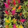 Celosia Live Plant – Colorful Cockscomb Flower – Potted Houseplant - Image 1