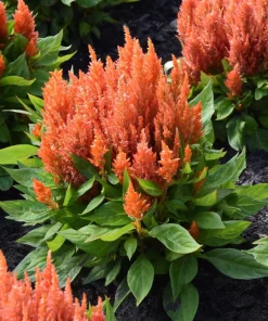 Celosia Pampas Plumes Seeds - Mixed Colors - 150 Seeds - All Summer Bloom - Image 14