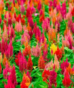 Celosia Pampas Plumes Seeds - Mixed Colors - 150 Seeds - All Summer Bloom - Image 2