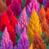 Celosia Pampas Plumes Seeds - Mixed Colors - 150 Seeds - All Summer Bloom - Image 1