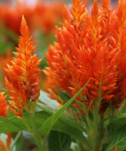 Celosia Pampas Plumes Seeds - Mixed Colors - 150 Seeds - All Summer Bloom - Image 9