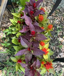 Celosia Plant in Pot – Vibrant Potted Houseplant for Indoor & Outdoor - Image 2