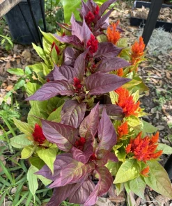 Celosia Plant in Pot – Vibrant Potted Houseplant for Indoor & Outdoor - Image 1