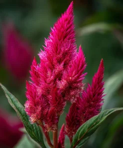 Celosia Plumosa Seeds - 25 Count - Feathery Ornamental Flowers, Vibrant Colors - Image 2