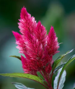 Celosia Plumosa Seeds - 25 Count - Feathery Ornamental Flowers, Vibrant Colors - Image 3