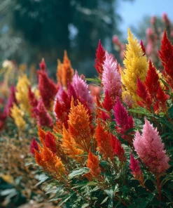 Celosia Plumosa Seeds - 25 Count - Feathery Ornamental Flowers, Vibrant Colors - Image 4
