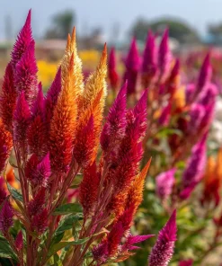 Celosia Plumosa Seeds - 25 Count - Feathery Ornamental Flowers, Vibrant Colors - Image 6