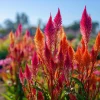 Celosia Plumosa Seeds - 25 Count - Feathery Ornamental Flowers, Vibrant Colors - Image 1