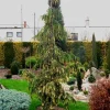 Chamaecyparis nootkatensis Variegated Weeping Alaskan Cedar- 6-12" Height- #1 Container Size - Image 1