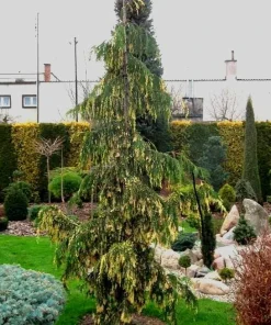 Chamaecyparis nootkatensis Variegated Weeping Alaskan Cedar- 6-12