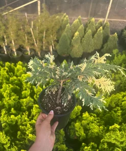 Chamaecyparis nootkatensis Variegated Weeping Alaskan Cedar- 6-12