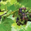 Chambourcin Wine Grape Vine Live Plant - 1-2 Year Old - Ready for Planting - Outdoor Edible Fruit - Image 1