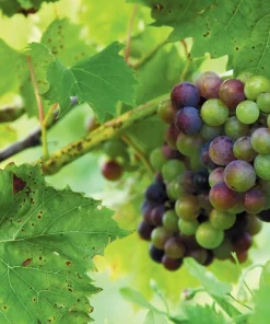 Chambourcin Wine Grape Vine Live Plant - 1-2 Year Old - Ready for Planting - Outdoor Edible Fruit - Image 1