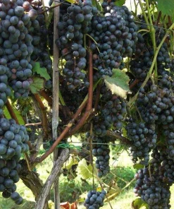 Chambourcin Wine Grape Vine Live Plant - 1-2 Year Old - Ready for Planting - Outdoor Edible Fruit - Image 2