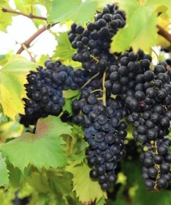 Chambourcin Wine Grape Vine Plants - 2 Live Plants, 1-2 Year Old, Outdoor - Image 2