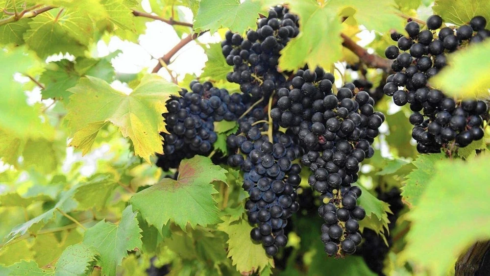 Chambourcin Wine Grape Vine Plants - 2 Live Plants, 1-2 Year Old, Outdoor - Image 2