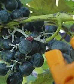 Chambourcin Wine Grape Vine Plants - 2 Live Plants, 1-2 Year Old, Outdoor - Image 3