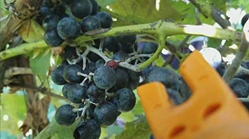 Chambourcin Wine Grape Vine Plants - 2 Live Plants, 1-2 Year Old, Outdoor - Image 3