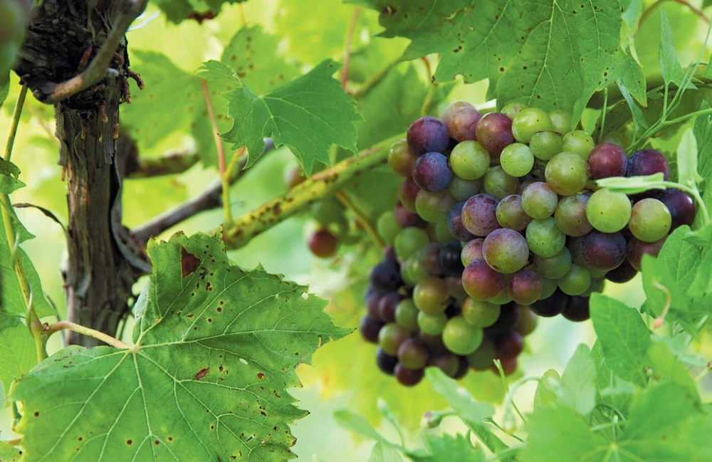 Chambourcin Wine Grape Vine Plants - 2 Live Plants, 1-2 Year Old, Outdoor - Image 4