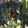 Chambourcin Wine Grape Vine Plants - 2 Live Plants, 1-2 Year Old, Outdoor - Image 1