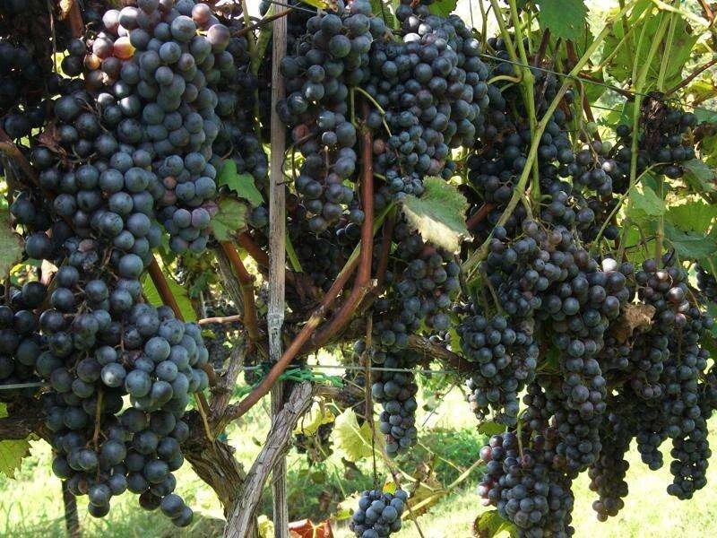 Chambourcin Wine Grape Vine Plants - 2 Live Plants, 1-2 Year Old, Outdoor - Image 1