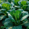 Champion Collard Seeds - Heirloom Leafy Green Vegetable - 200 Seed Pack - Image 1