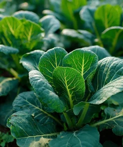 Champion Collard Seeds - Heirloom Leafy Green Vegetable - 200 Seed Pack - Image 1
