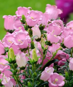 Champion Rose F1 Bellflower Seeds - Canterbury Bells, Campanula Medium - 25 Seeds - Image 2